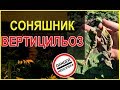 🌻Соняшник тут більше не росте! 😱😱Вертицильоз!😰😨