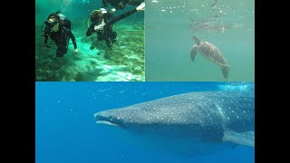 Whale Sharks, Turtles and Cenotes, Quintana Roo, Mexico