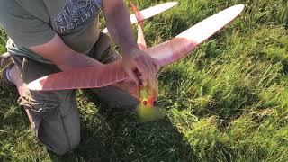 Free Flight On Port Meadow June 2020