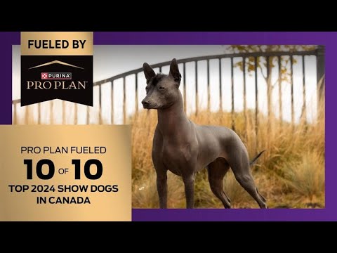 Canada’s Top 10 Show Dogs of 2024 - Fueled by Purina Pro Plan