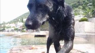 Watch Chris Rea Black Dog video