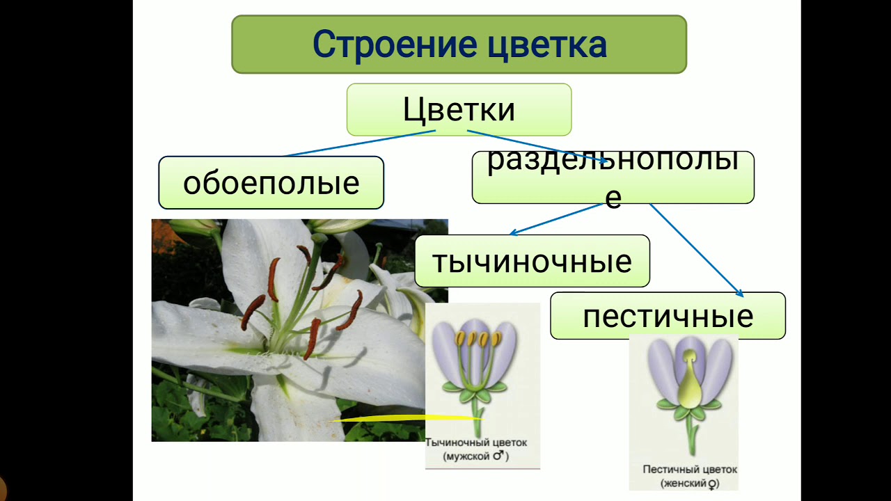 Генеративная часть цветка