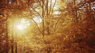 Golden autumn sunlight filters through vibrant deciduous trees leaves forest nature scene landscape