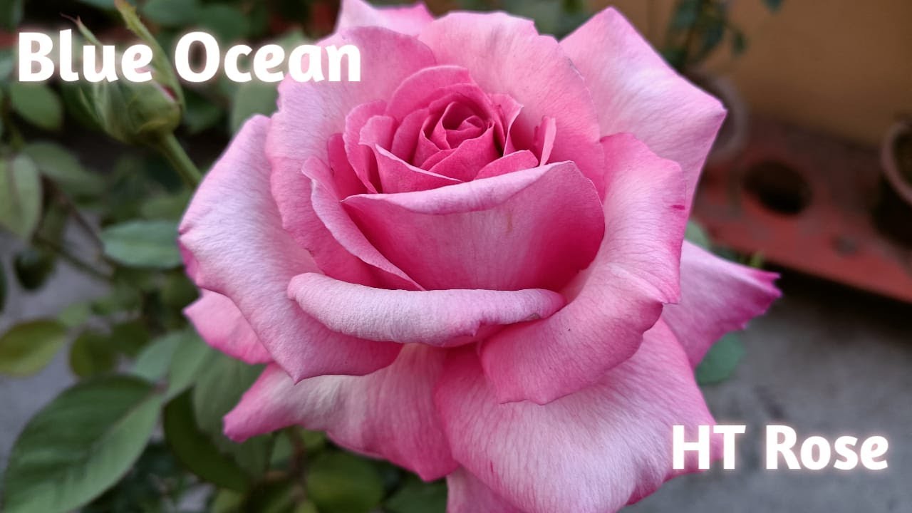 Blue ocean rose #rose #htrose #flowers - YouTube