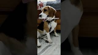 Trying the dog translation app