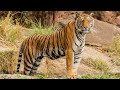 Tiger Sighted at Jim Corbet National Park | Rare Video four Tigers together |