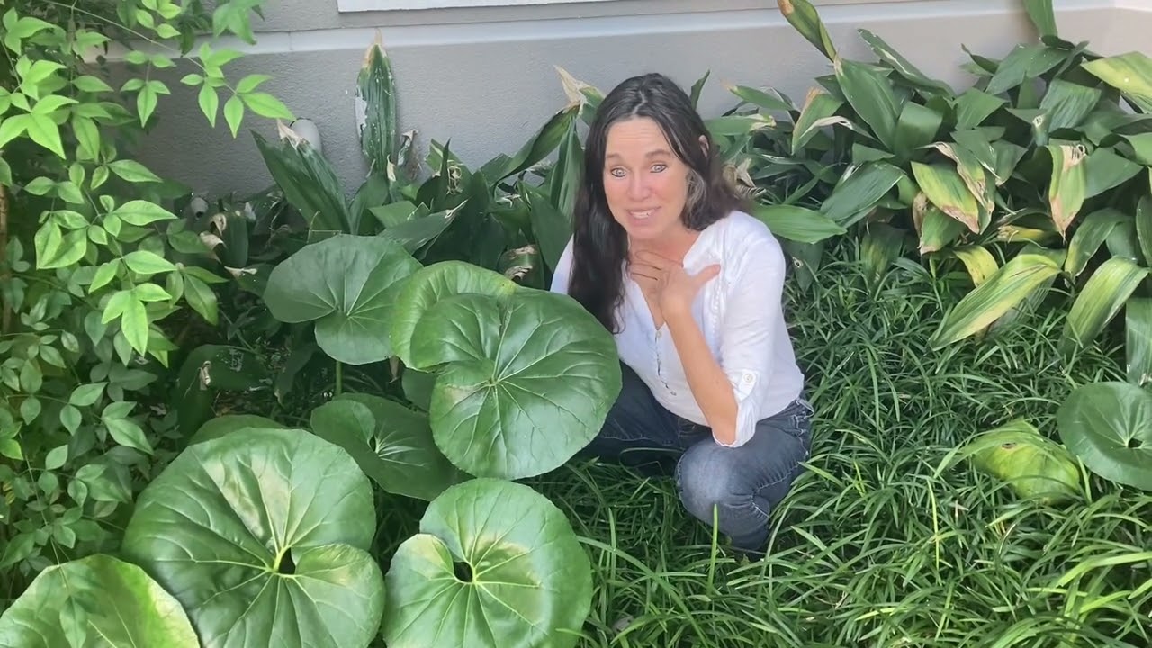 Leopard Plant 🐆🌼🪴 How to Collect Seeds 🍃🌼🐆 & Plant Information // from Campbell’s Freedom Farm