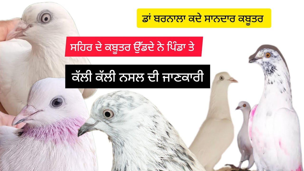 ਡਾਂ ਬਰਨਾਲਾ ਦੇ ਬਰੀਡਰ ਕਬੂਤਰ ਨਰ ਕਰੋ ਸੌਂਕ ਬਹੁਤ ਸ਼ਾਨਦਾਰ ਨਸਲਾਂ ਸਾਂਕੇਤਿਕ ਰੱਖੀਆਂ ਕੱਦ ਕਾਠ ਵੀ ਪੂਰੇ ਵੱਡੇ #bird 