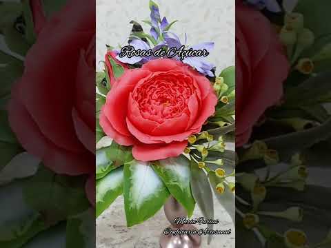 Vídeo: Variedades de Peônia Rosa – Selecionando Flores de Peônia Rosa para o Jardim