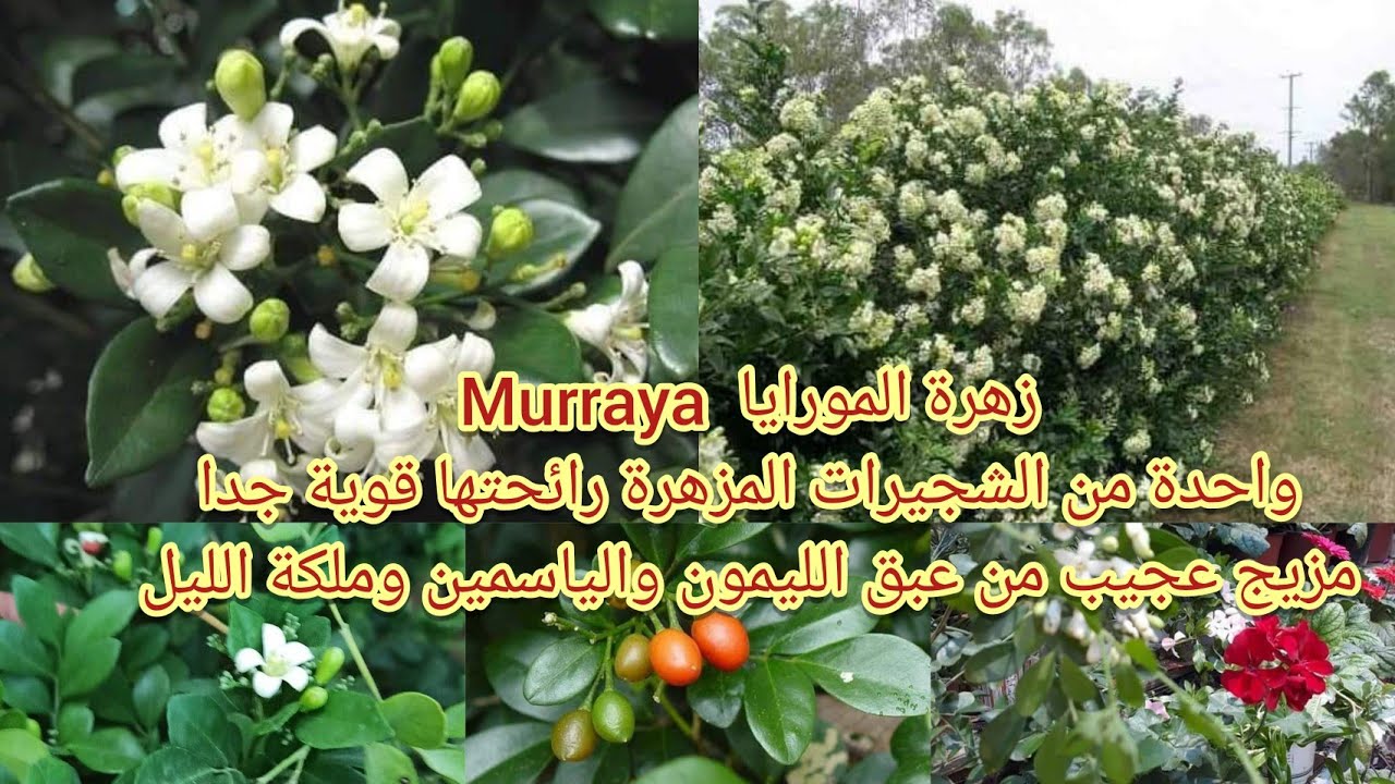 المورايا Murraya من الشجيرات المزهرة رائحتها قوية جدا مزيج عجيب من عبق ...