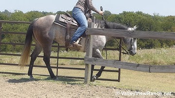 Play Star - turns, jog, lope, stops, work gate! - ValleyViewRanch.net