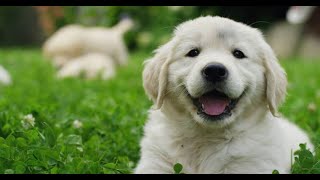 Ultimate Guide: How to Take Care of Your Dog for a Lifetime of Happiness | DPL by Dr Pets Lover 28 views 1 year ago 4 minutes, 48 seconds