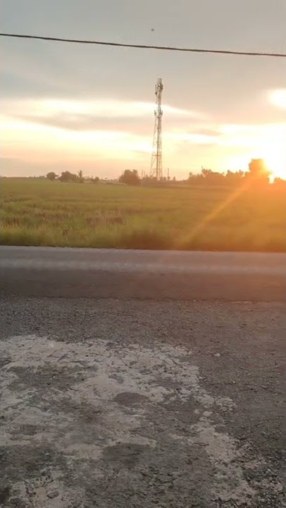 pemandangan sunset di Sawah Padi.