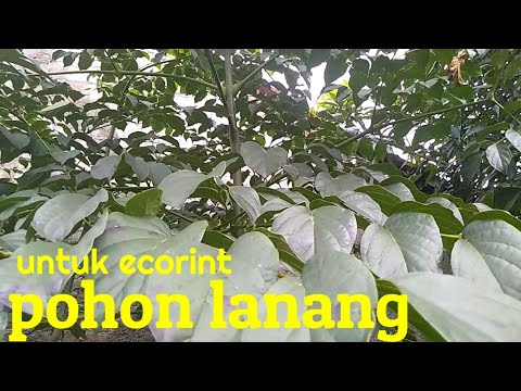 Video: Alder - Khasiat Berguna Dan Penggunaan Alder, Daun Alder, Kulit Kayu Dan Bibit. Abu-abu Alder, Hitam, Merah, Putih, Lengket