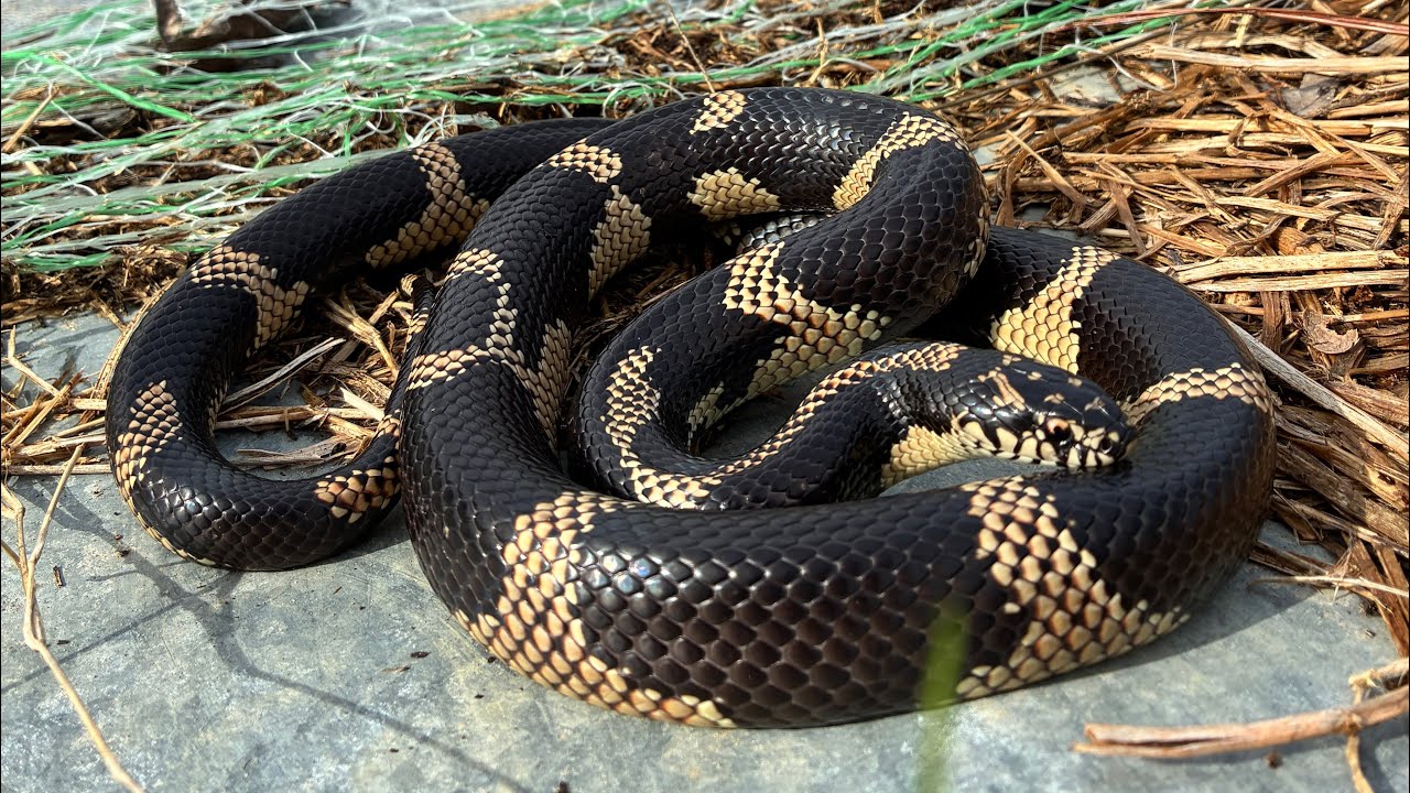 Первая змея 2026 года – просто потрясающая! 😮🐍