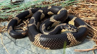 This Snake is a STUNNER! 😮🐍 - YouTube