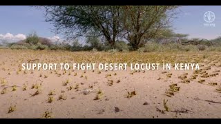 Desert Locust in Kenya - Support to Farmers in Turkana County