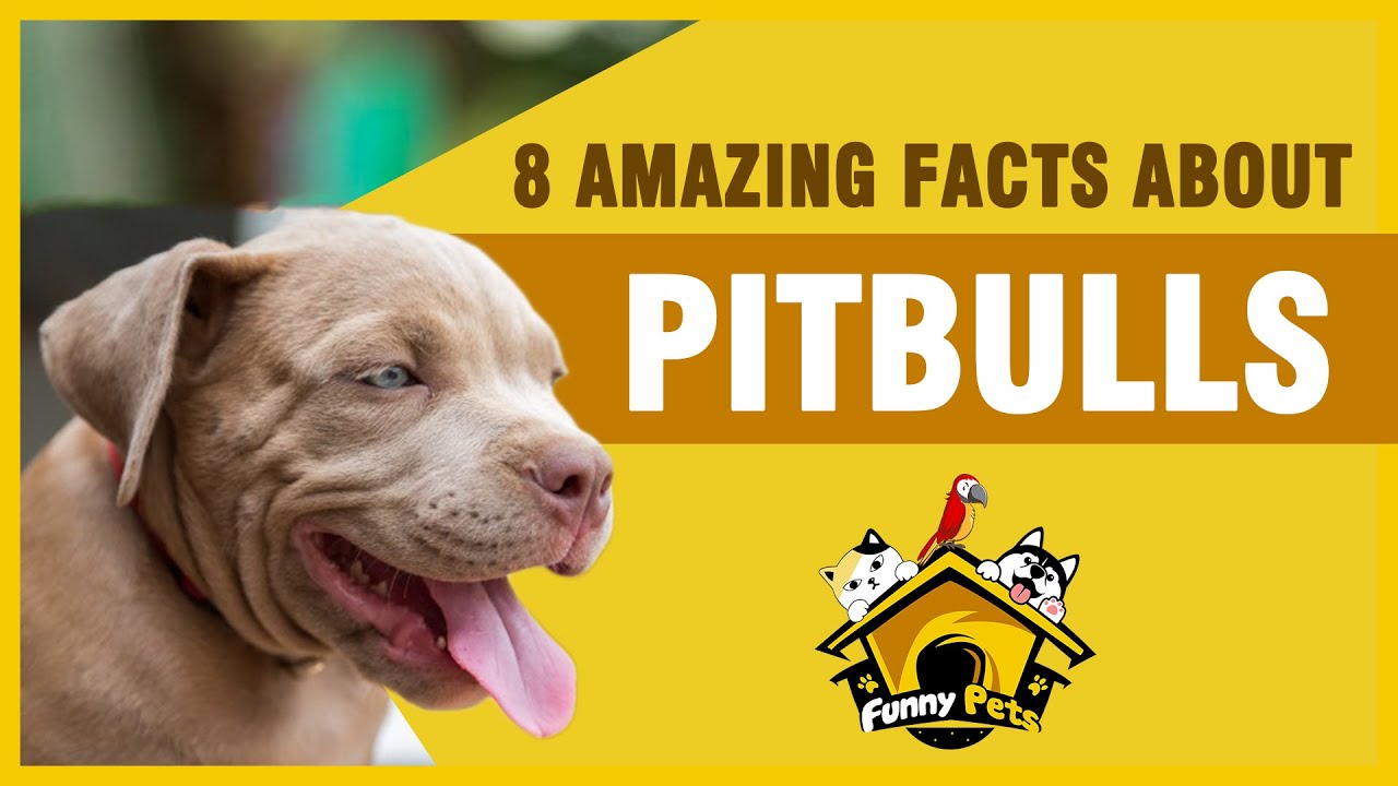 TOP 8 AMAZING FACTS ABOUT PIT BULL DOGS - YouTube