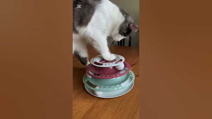 Video 8460101: mainecoon catlover ragdollcat, mainecoon kitten catlover cats, mainecoon cat kitten funny, cat playing