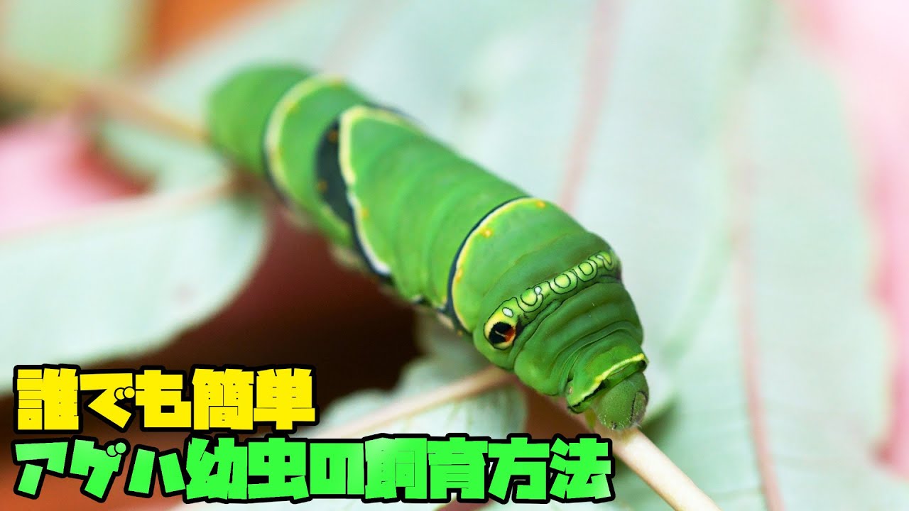 アオスジアゲハ幼虫50匹 - 虫類