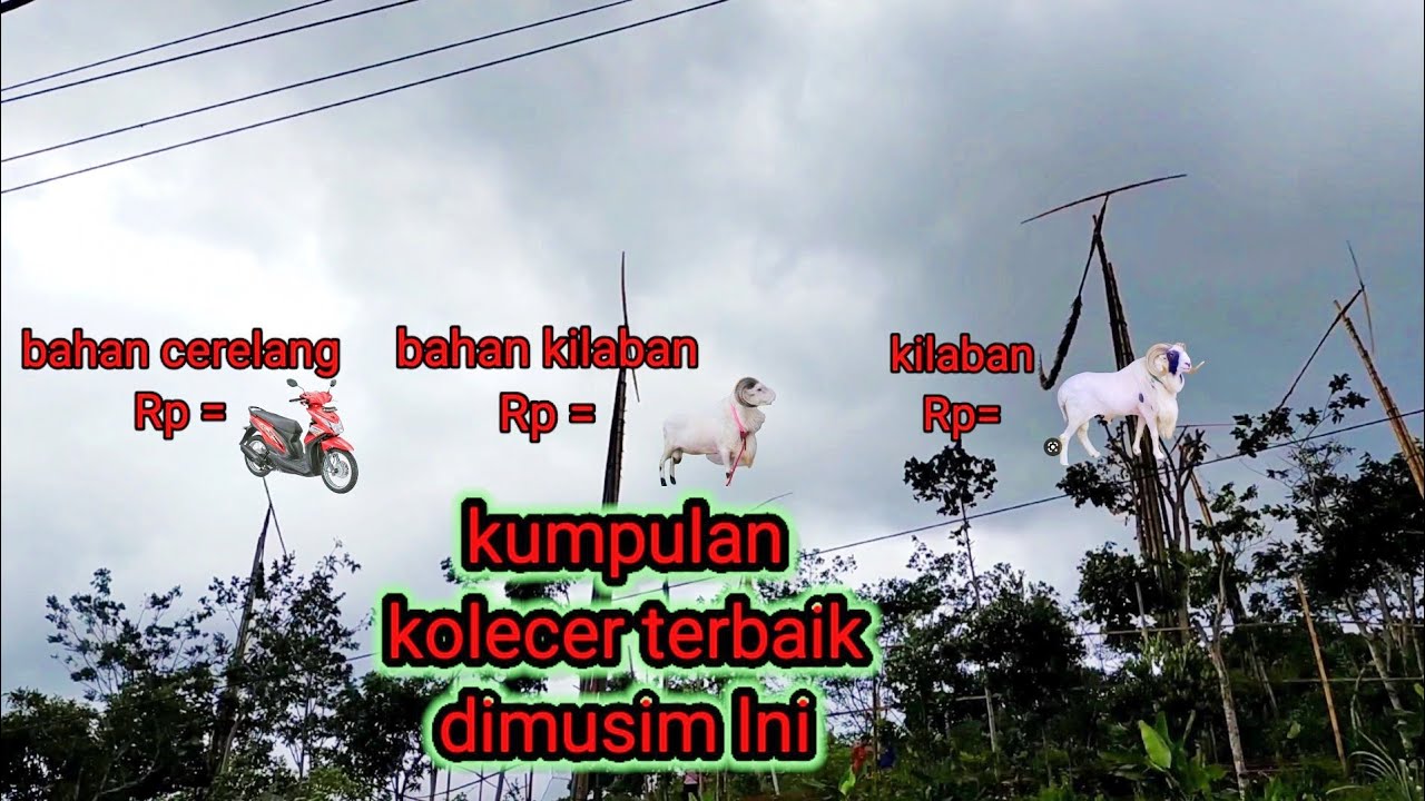 kumpulan kolecer terbaik dimusim  tahun ini