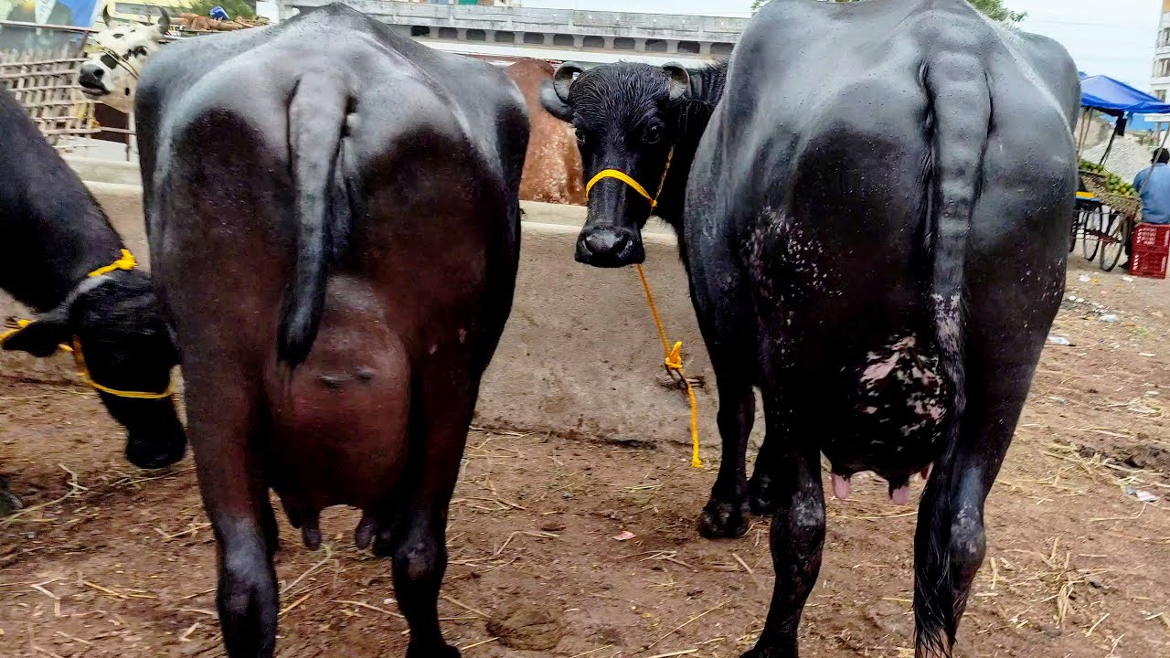 Top Milking Buffalo Breeds 2024 | Farm Life | Indian Dairy Farm | Best Buffaloes Milking Breeds