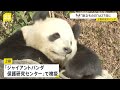 上野動物園の双子パンダが今月27日に中国へ　「シャオシャオ」と「レイレイ」　四川省の「保護研究センター」で検疫後は未定｜TBS NEWS DIG
