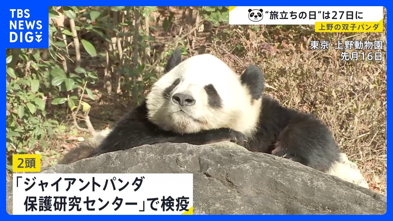 上野動物園の双子パンダが今月27日に中国へ　「シャオシャオ」と「レイレイ」　四川省の「保護研究センター」で検疫後は未定｜TBS NEWS DIG