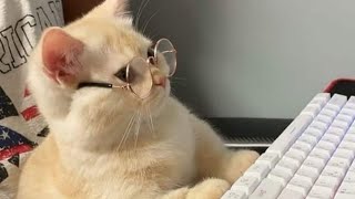 The Best of the Funniest And Cutest Cats ➙ Videos 2023