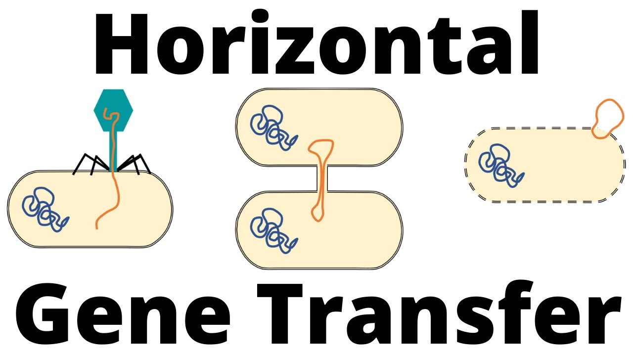 Transformation Transduction And Conjugation Horizontal Gene Transfer