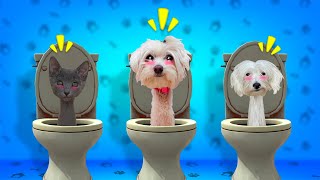 Mis MASCOTAS se CONVIERTEN en SKIBIDI TOILETS Multiverse !! by Anima Dogs and Cats 80,061 views 5 months ago 10 minutes, 50 seconds