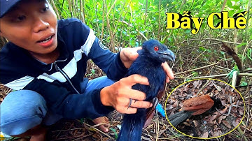 Bẫy kẹp chuột đem đặt bìm bịp dính là không sảy | trap birds | Linh Gồm TV