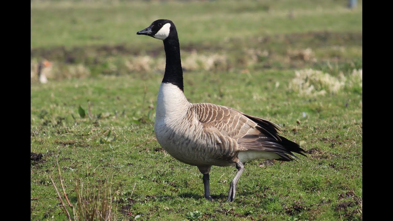 canada goose contact