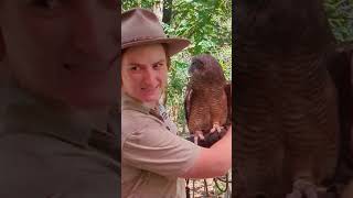 Ruby the Rufous Owl #northernterritory #birds #wildlife