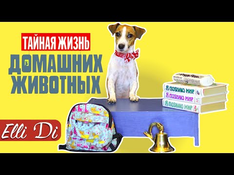 BACK TO SCHOOL - СОБАКА ИДЕТ В ШКОЛУ | СКЕТЧ ЭЛЛИ ДИ И ДЖИНА | Elli Di Собаки - Смотреть видео с Ютуба без ограничений