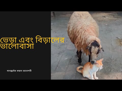 ভিডিও: প্রথম ক্লোনড বিড়াল নের্স 10 হিসাবে কয়েকটি প্রতিরূপ