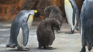 赤ちゃん・４体セット／二羽のペンギン　おまとめ　デンマーク　ご成約済み 30162.jpg