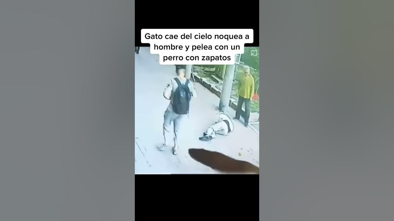 Gato cae del cielo noquea a un hombre y pelea con un perro con zapatos XD YouTube Gato cae del cielo noquea a un hombre y pelea con un perro con zapatos XD YouTube
