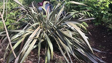 New Zealand flax in need of a haircut