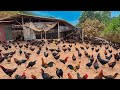 FULL VIDEO: 150 Days Of Caring For 9,000 Chickens - Chicken Farm - Poultry Farming