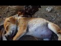 Baby chicken eating dog lice and tick on puppies while they are sleeping | 02