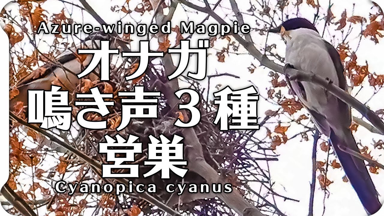 オナガの鳴き声3種と巣作り 地鳴き 警戒 さえずり 野鳥鳴き声図鑑 Azure Winged Magpie Cyanopica Cyanus Birdsong 身近な生き物と万年筆