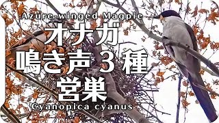 オナガの鳴き声3種と巣作り。地鳴き、警戒、さえずり？【野鳥鳴き声図鑑】Azure-winged Magpie / Cyanopica cyanus birdsong 身近な生き物語