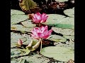 ☘️#flower🪷