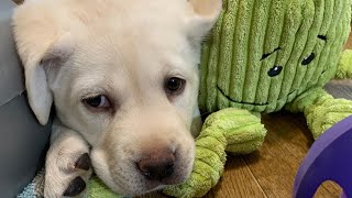 Allnighter LIVE STREAM Puppy Cam! 6 Adorable Labrador Puppies starting their 8th Week! Mar 9