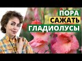 ГЛАДИОЛУСЫ. Как сажать Гладиолусы.