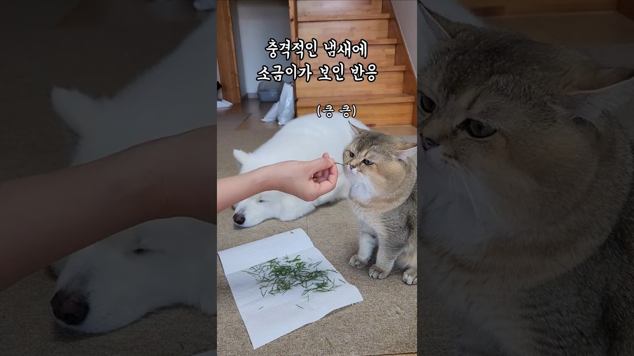 충격적인 냄새에 소금이가 보인 반응