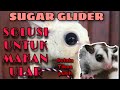 SUGAR GLIDER SOLUSI UNTUK PAKAN ULAR SELAIN TIKUS PUTIH