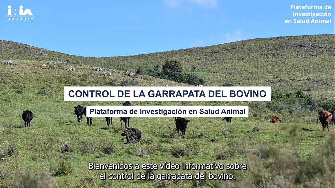 Control de la garrapata del bovino