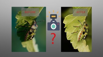 Is a Macro Photography Flash Diffuser Worth It? My Promising Experience